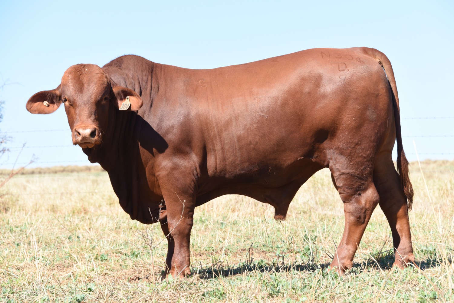 Dunlop_Santas_2018_Sire_Sale_LOT_78