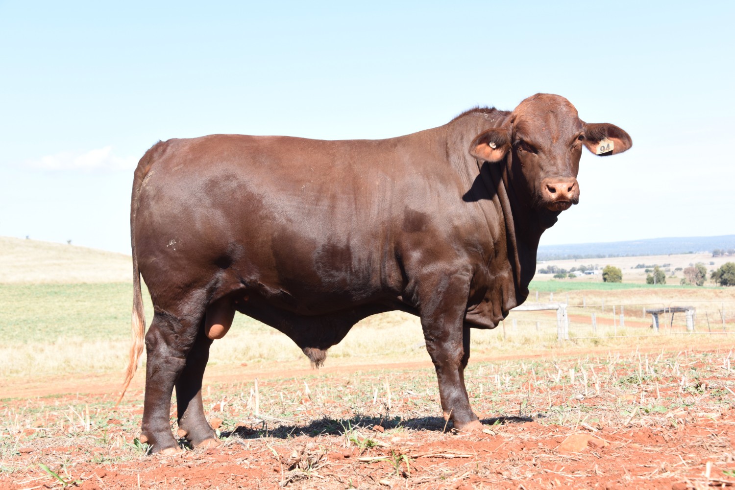 Dunlop_Santas_2018_Sire_Sale_LOT_80