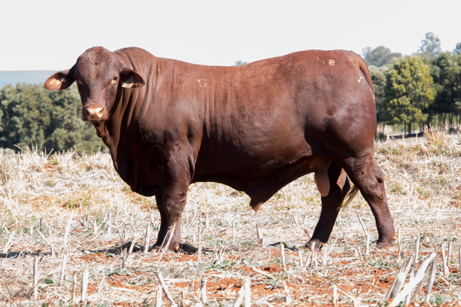 Dunlop_Santas_2018_Sire_Sale_LOT_81