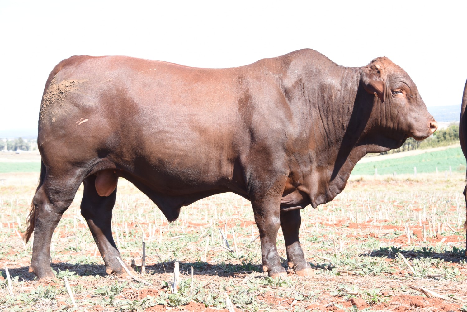 Dunlop_Santas_2018_Sire_Sale_LOT_83