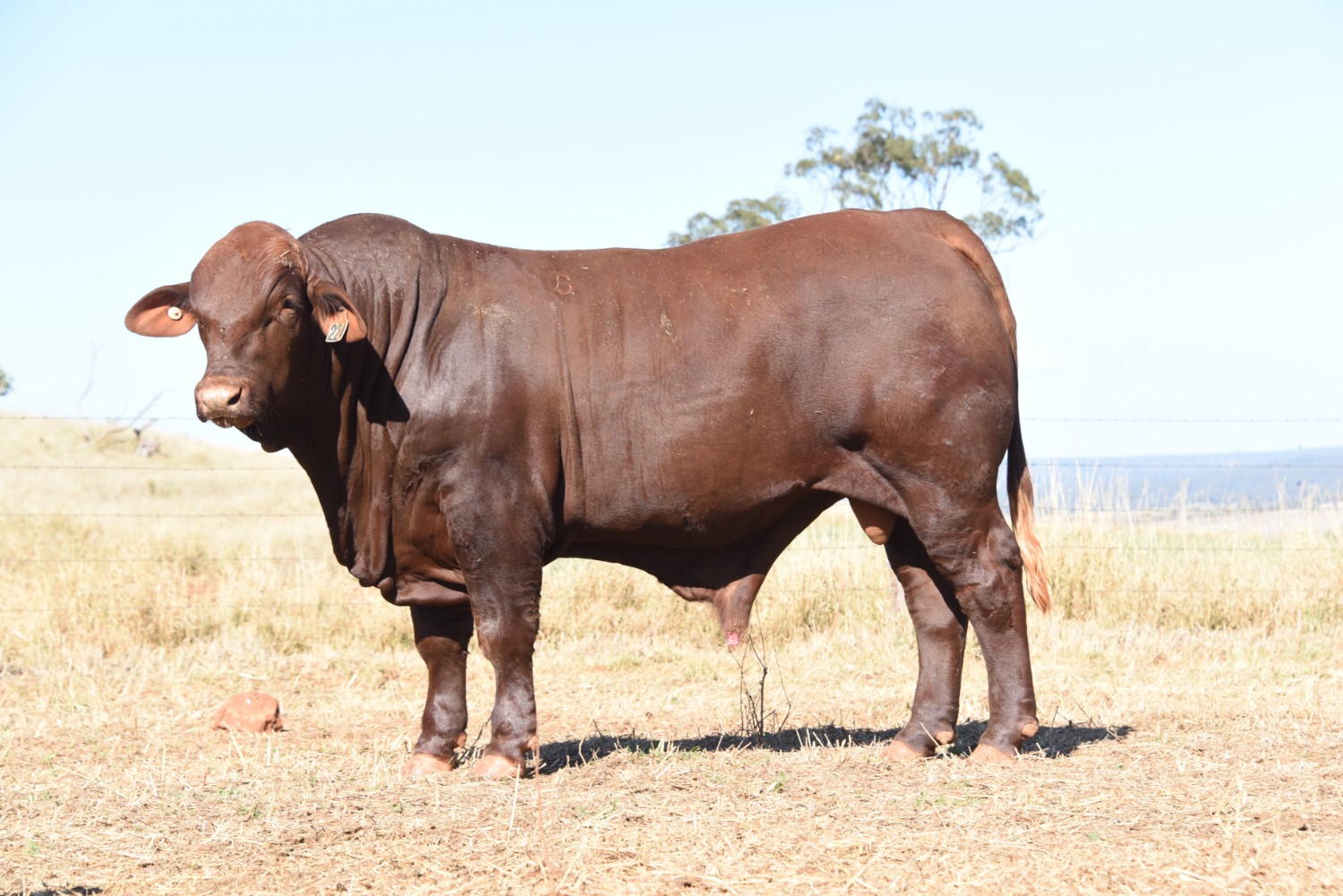 Dunlop_Santas_2018_Sire_Sale_LOT_84