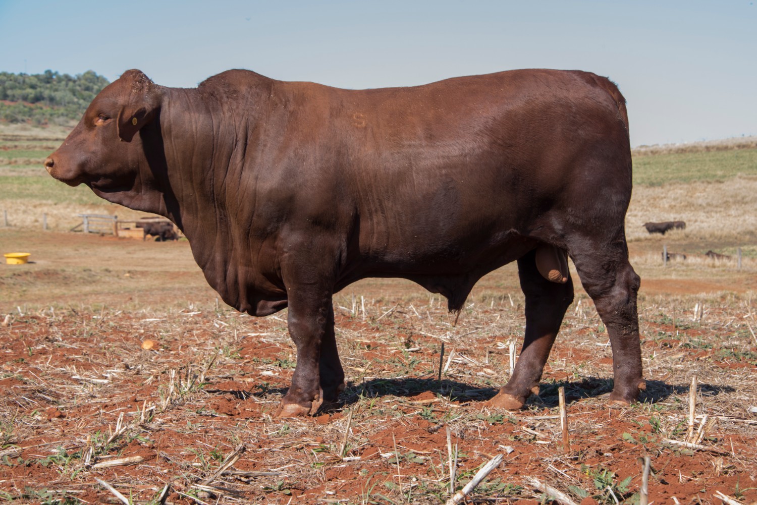 Dunlop_Santas_2018_Sire_Sale_LOT_85