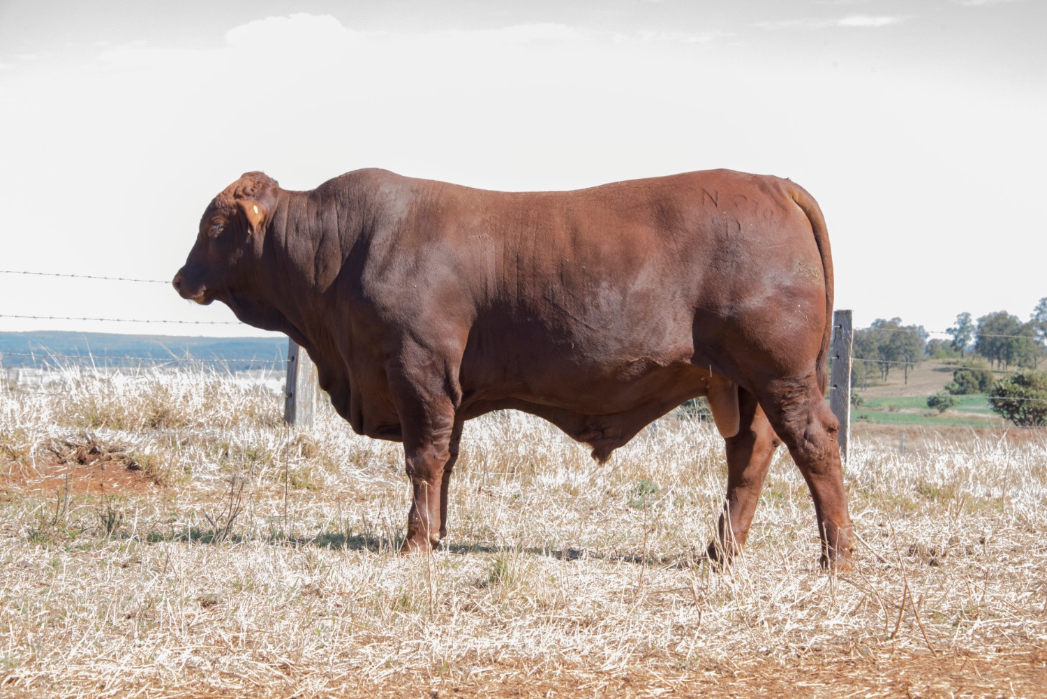 Dunlop_Santas_2018_Sire_Sale_LOT_86