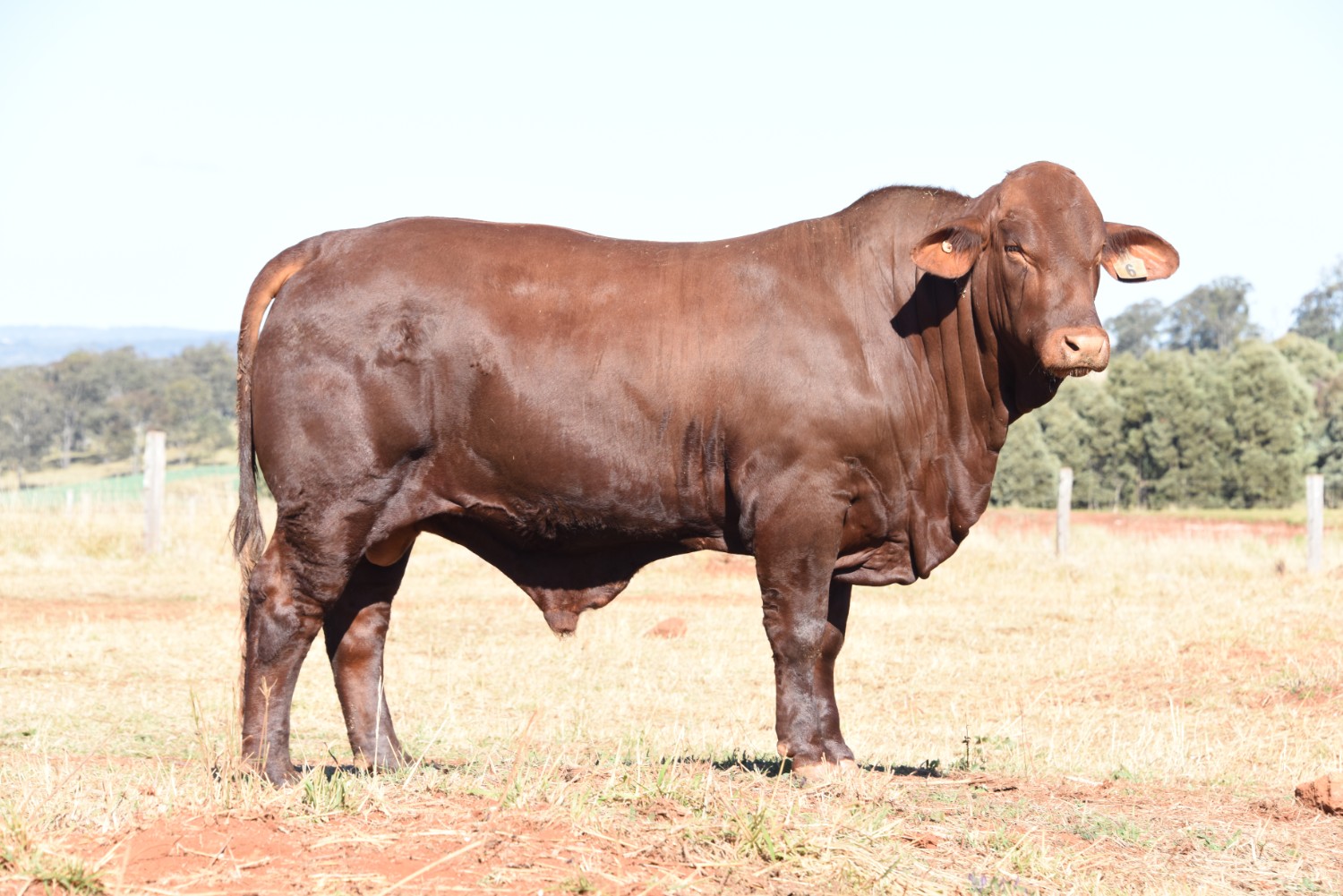 Dunlop_Santas_2018_Sire_Sale_LOT_88