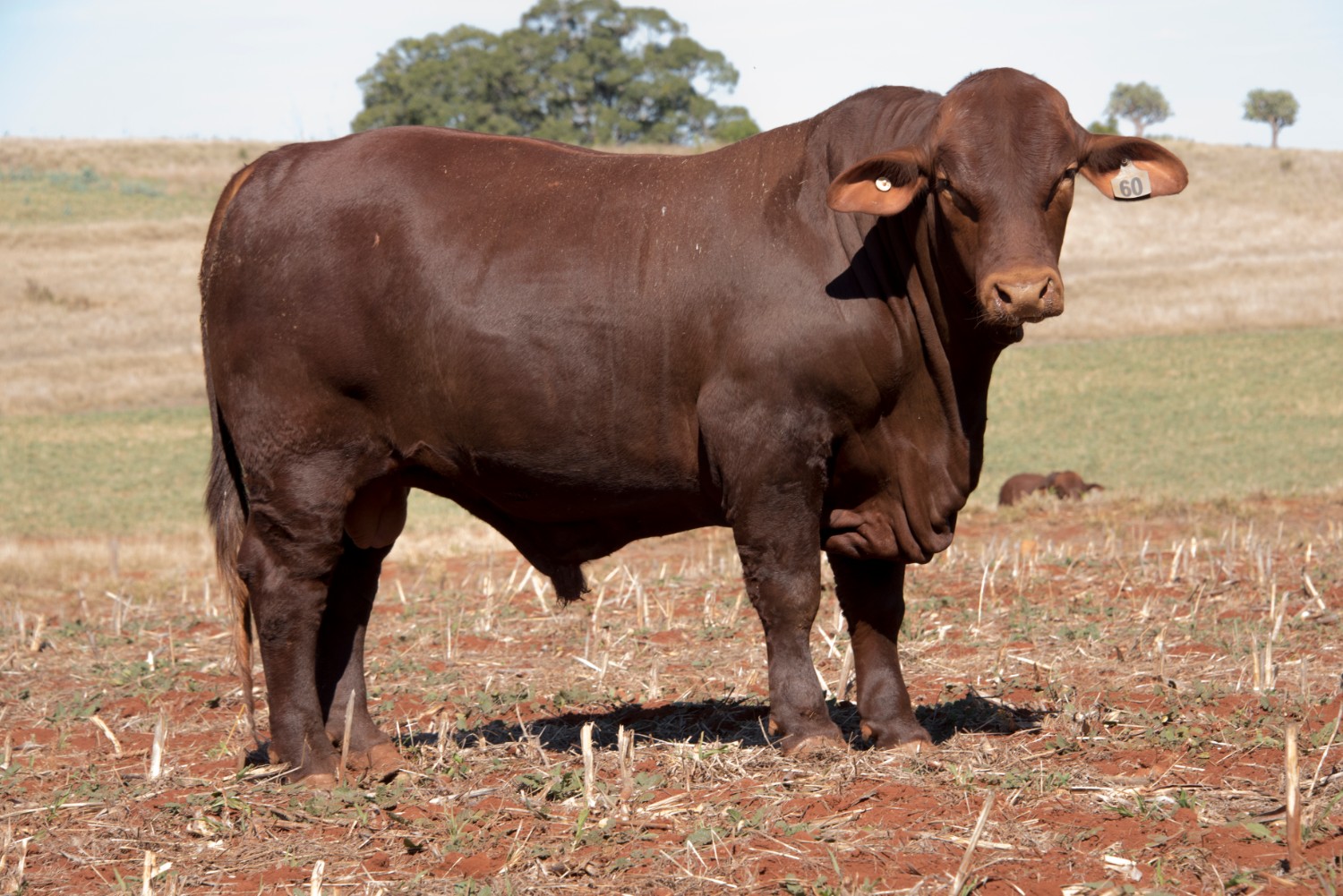 Dunlop_Santas_2018_Sire_Sale_LOT_89