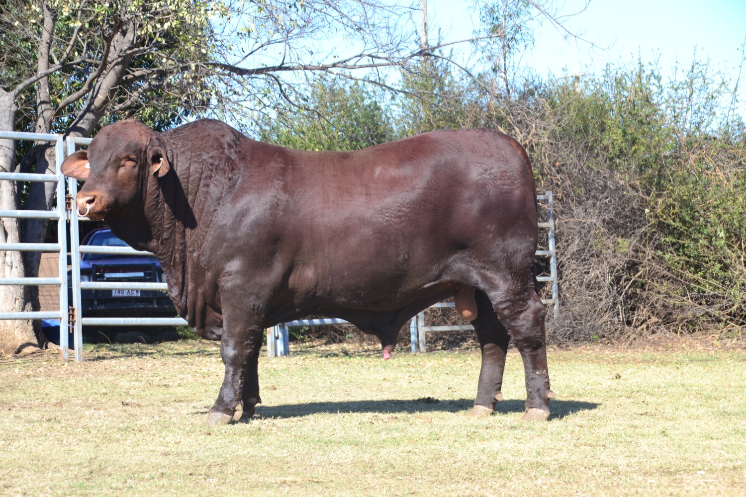 Dunlop_Santas_2018_Sire_Sale_LOT_9