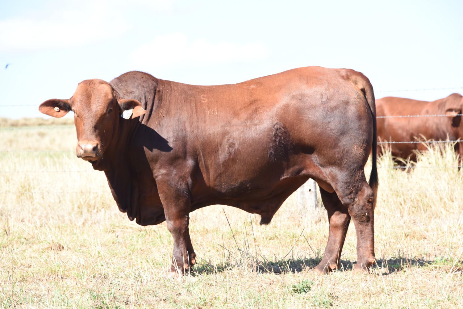 Dunlop_Santas_2018_Sire_Sale_LOT_90