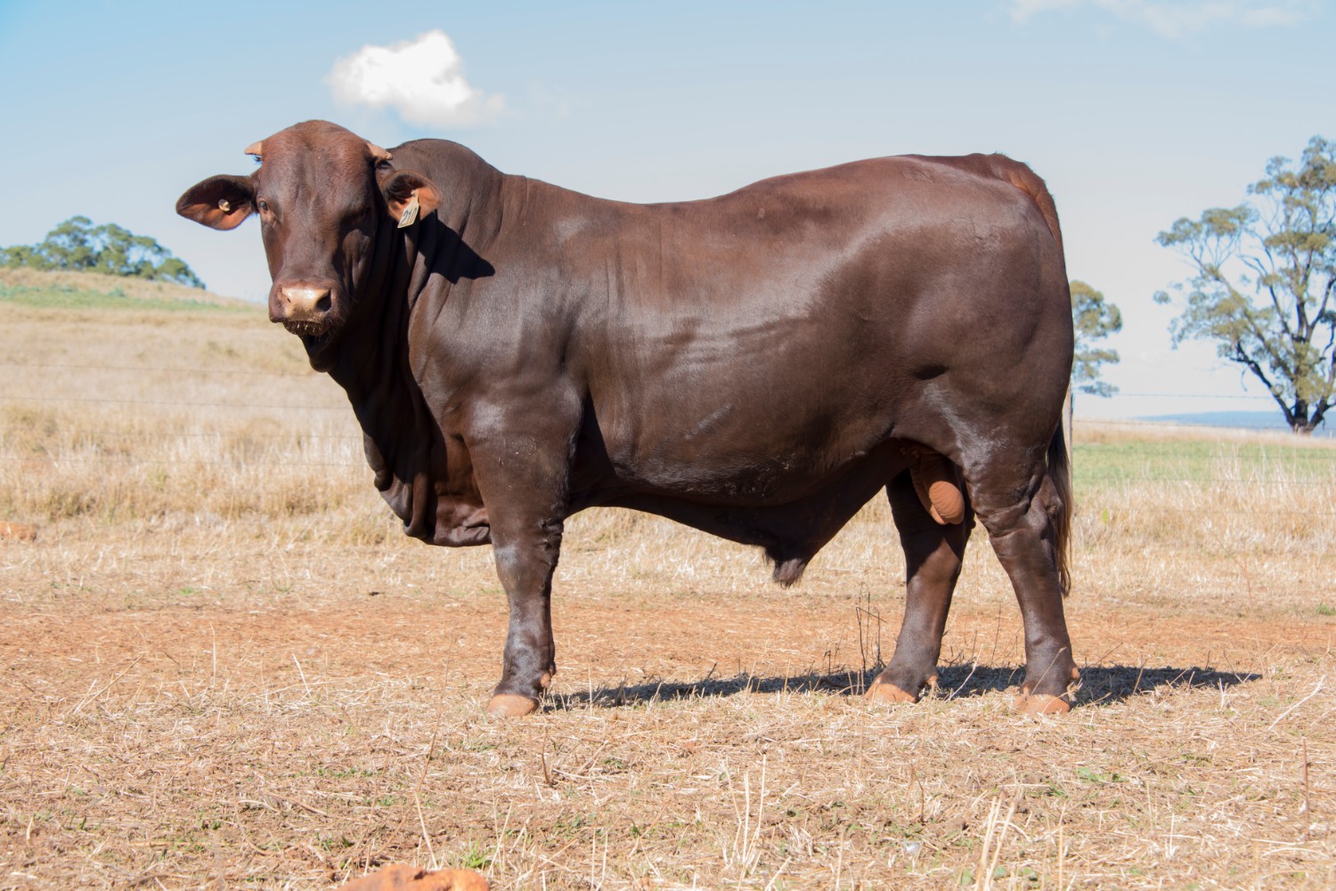 Dunlop_Santas_2018_Sire_Sale_LOT_98