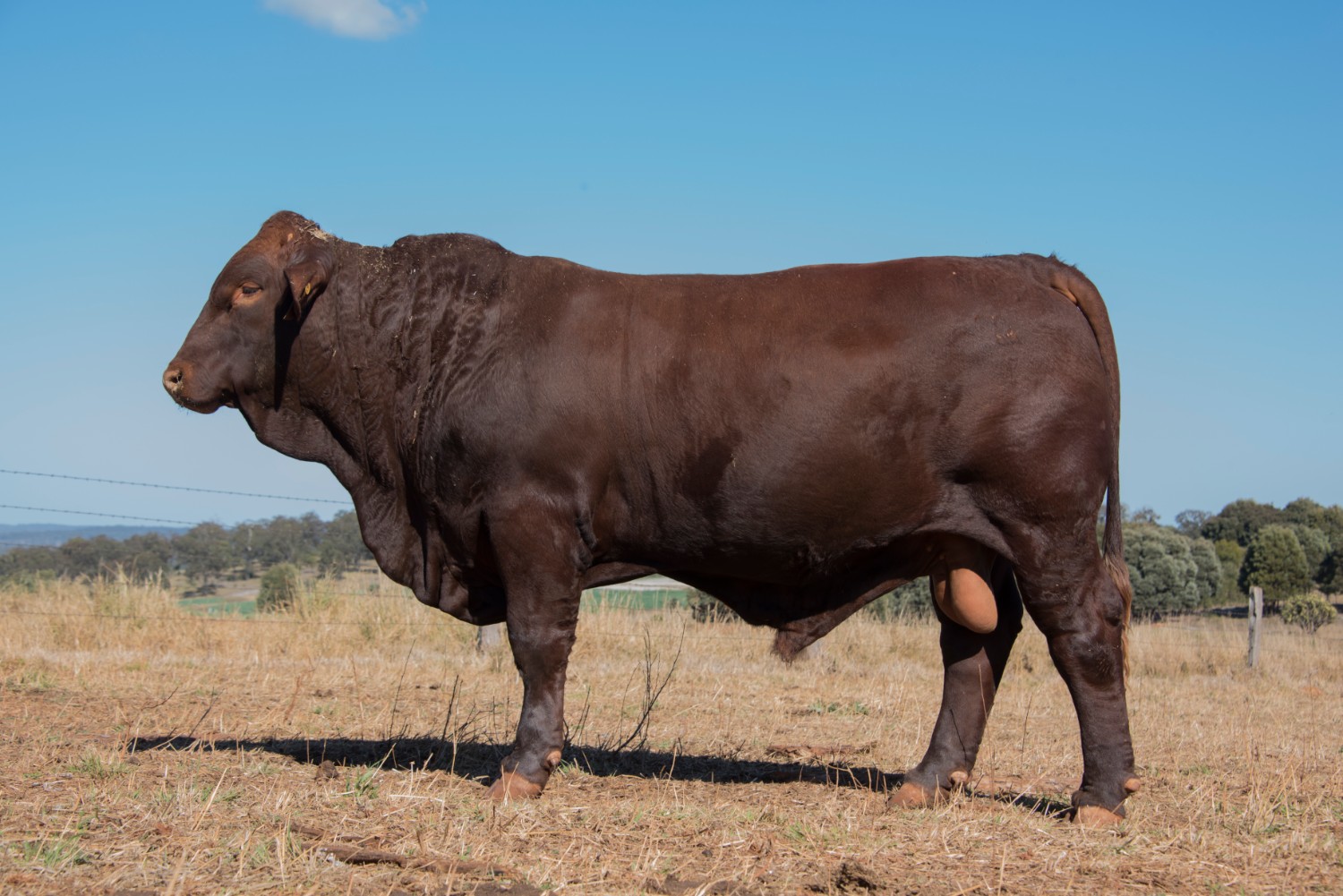 Dunlop_Santas_2018_Sire_Sale_LOT_99