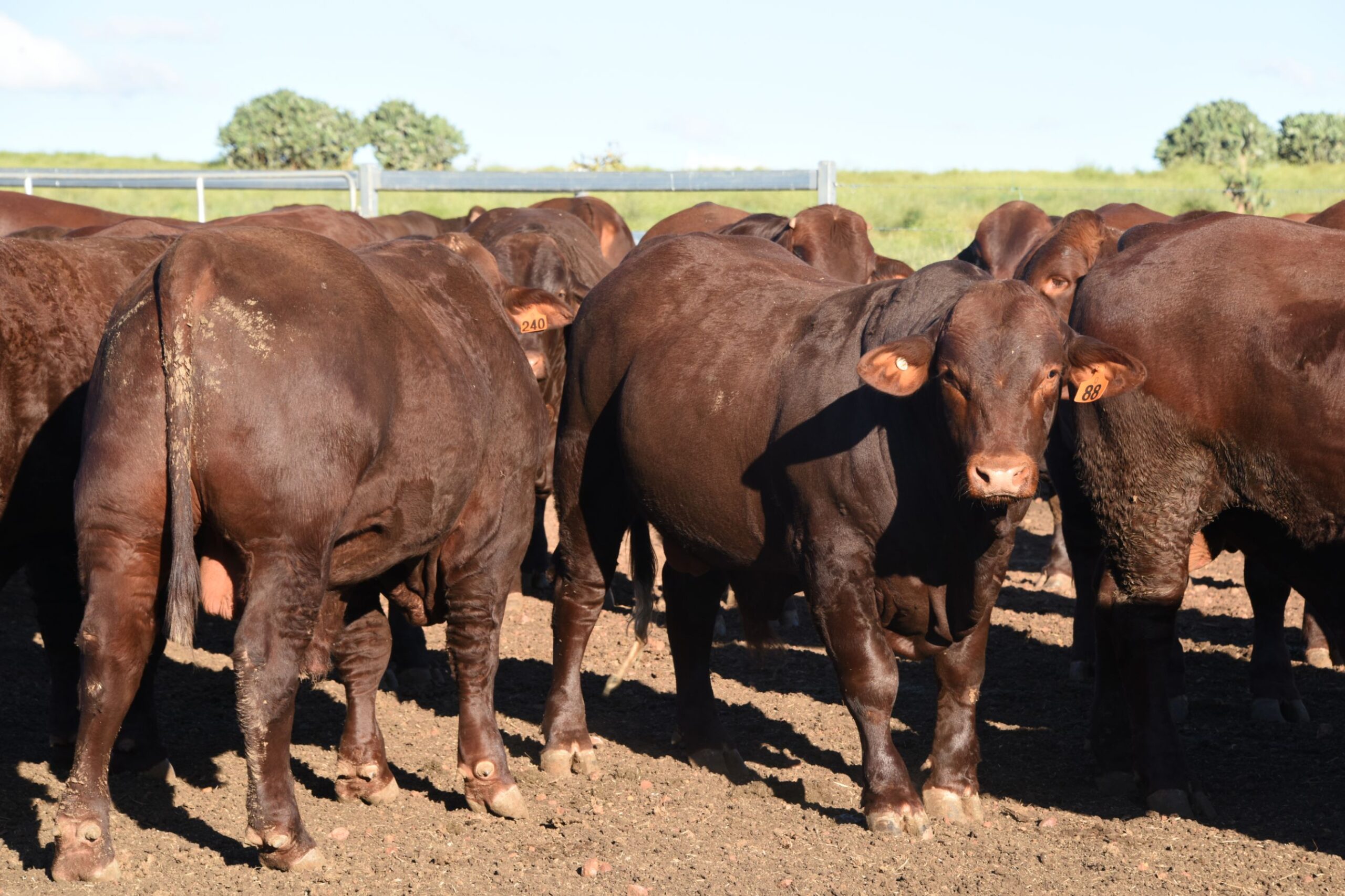 Q PADDOCK BULL SHOT