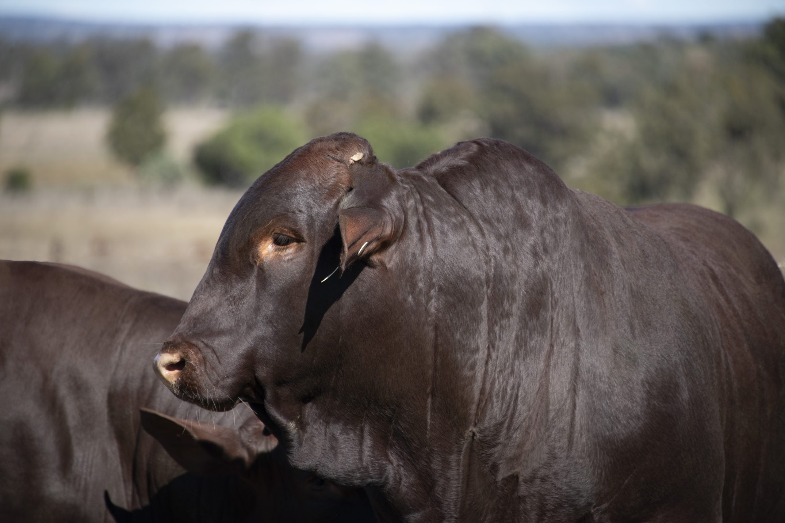 dunlop santa gertrudis 2019 sire sale