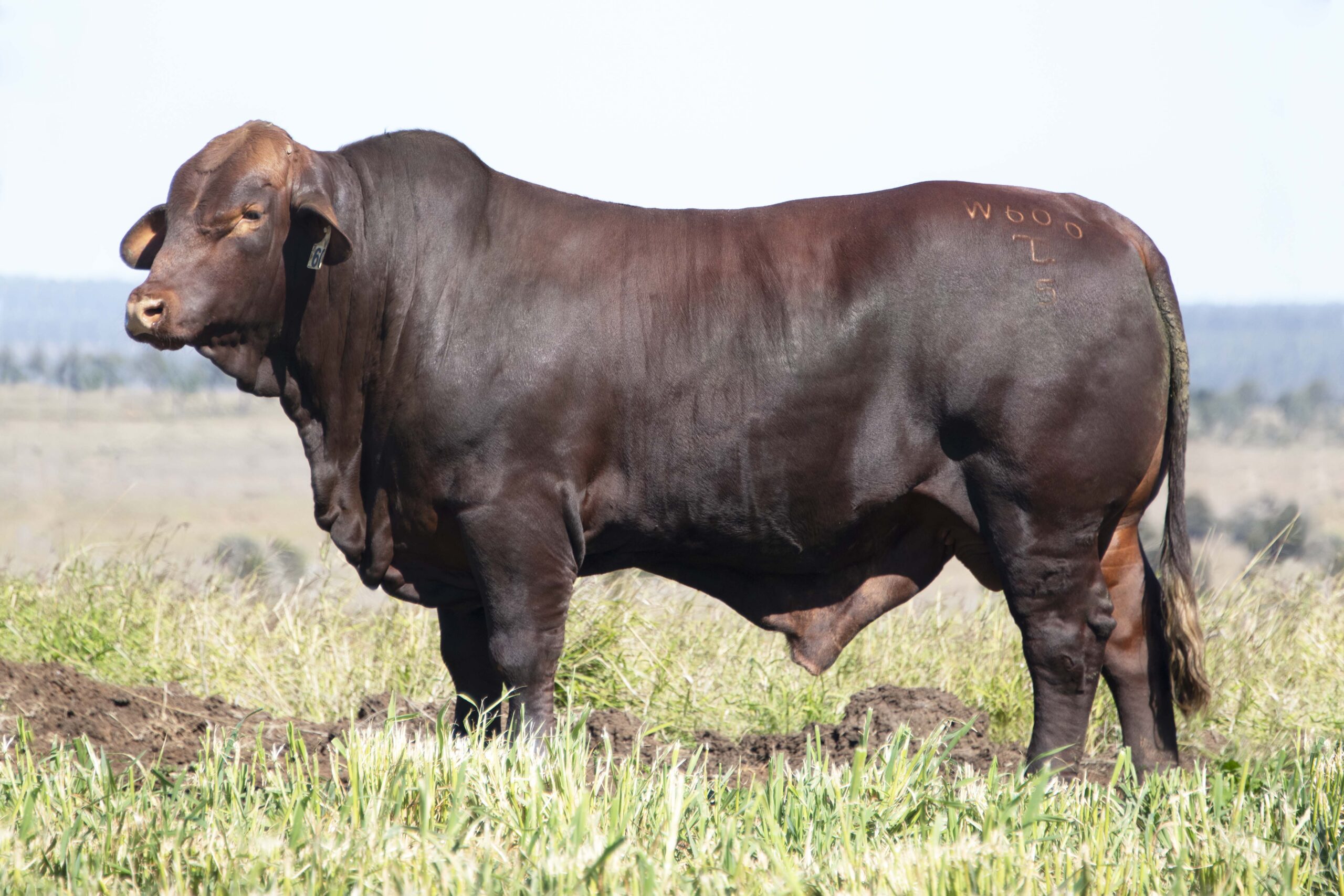 dunlop santa gertrudis 2019 sire sale